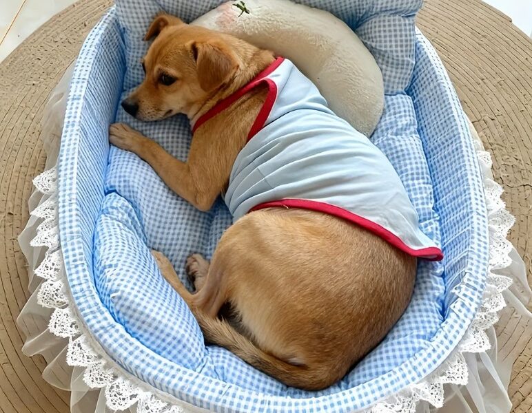 Aluguel - Conforto de Realeza com Design de Babados